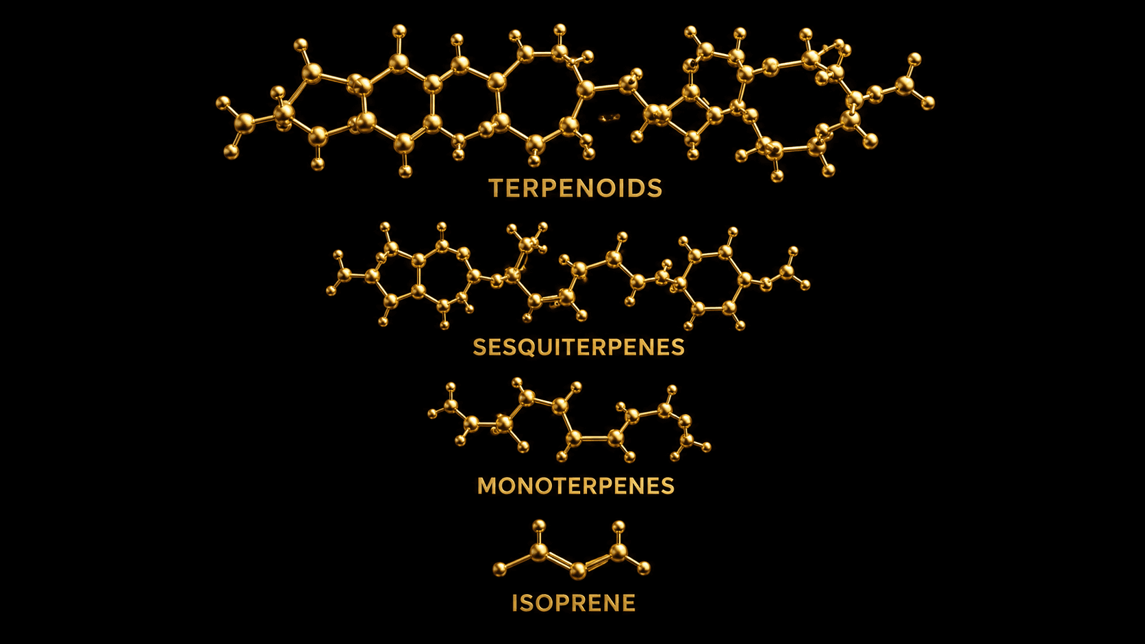 Un diagrama escalonado en áureo luminoso sobre obsidiana. El ladrillo de isopreno de cinco carbonos en la base, ensamblándose hacia arriba en monoterpenos (limonene, alpha-pinene, terpinen-4-ol), en los sesquiterpenos más pesados que porta la mirra, y en los terpenoides oxigenados como los boswellic acids del incienso.