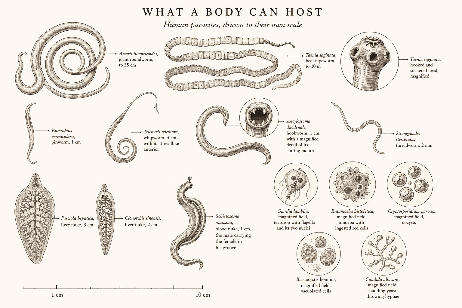 An engraved specimen plate of fourteen human parasites drawn to scale, from the 35 cm giant roundworm and the ten metre beef tapeworm down to magnified fields of Giardia, Entamoeba, Cryptosporidium and Candida.