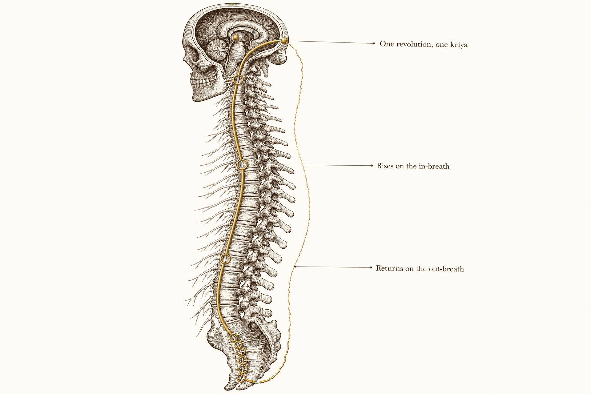 Un estudio anatómico grabado de la columna vertebral dibujada sola, con el cráneo abierto en corte para mostrar el cerebro y el tronco encefálico, y un solo hilo de latón que asciende por estaciones anilladas a lo largo de la médula hasta una cuenta en el entrecejo y vuelve a bajar por fuera de la columna.