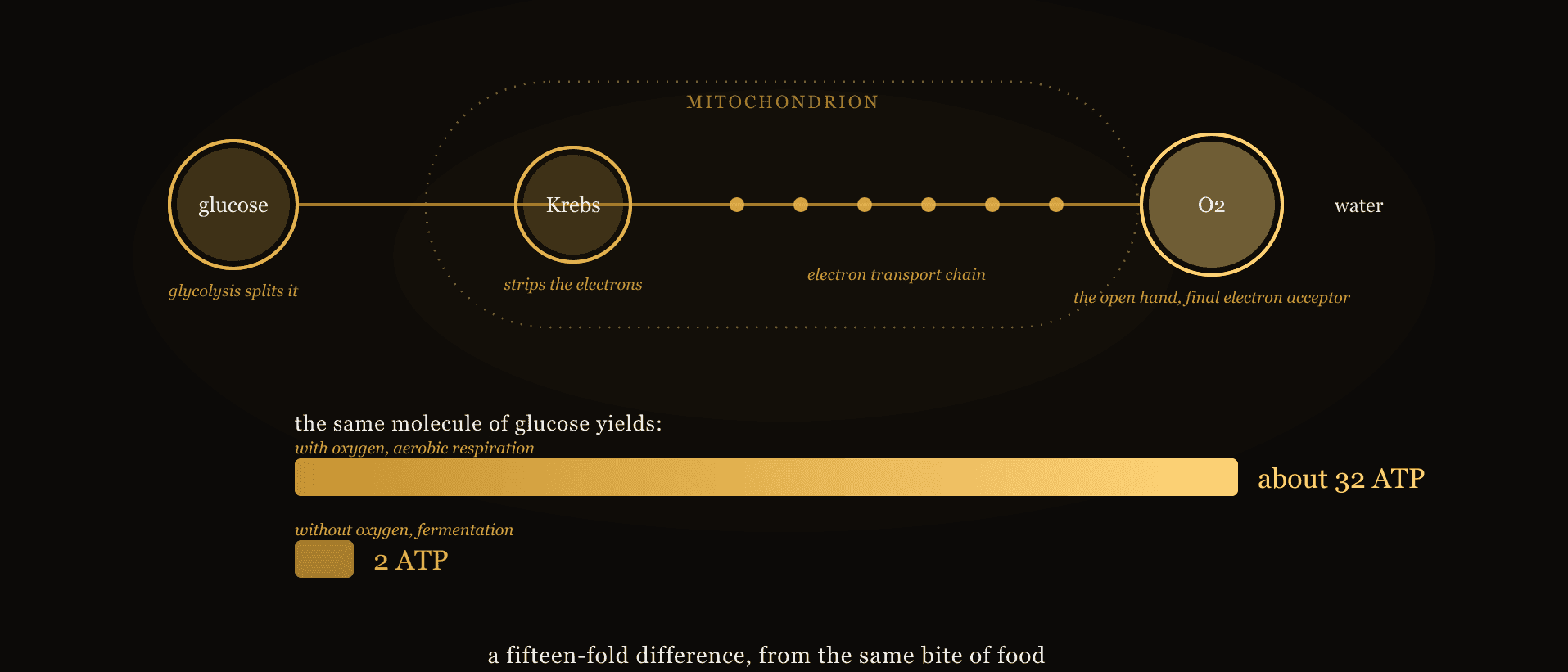 A labelled aurum diagram on obsidian of cellular respiration: glucose entering glycolysis, then the citric acid cycle and electron transport chain inside the mitochondrion, electrons passed down the chain to oxygen as the final electron acceptor and joined to protons to form water, the energy captured as ATP, with the two yields set side by side, about 32 with oxygen and 2 without.
