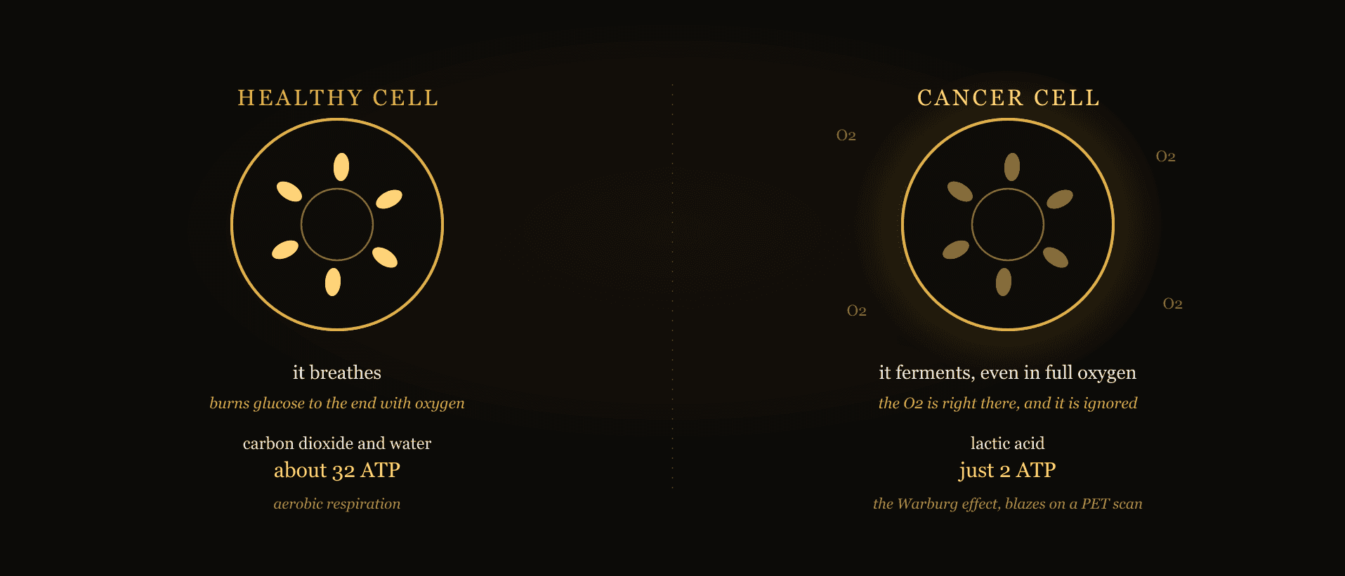 A labelled aurum diagram on obsidian contrasting two cells: a normal cell running aerobic respiration through its mitochondria to carbon dioxide and water, and a cancer cell diverting glucose to lactic acid fermentation even with oxygen present, the Warburg effect, with a bright PET-scan glow marking the tumour's heavy sugar uptake.